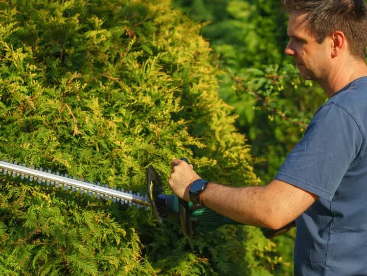 Außenanlagenpflege – Hecke wird geschnitten